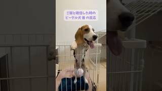 【興奮】ご飯とわかった時の大興奮が止まらないビーグル子犬🐶 #shorts #ビーグル犬 #子犬