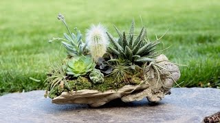 Rock Planter w/ Succulents, Air Plants \u0026 Cacti