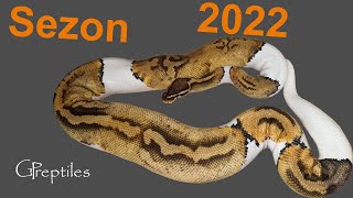 Pytony Królewskie - łączenia na sezon 2022!