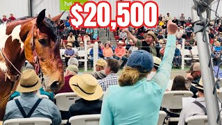 THIS WAS INTENSE! BIDDING ON THE MOST HANDSOME DRAFT HORSE AT THE AUCTION!