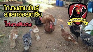 #ไก่งวงสาเลทออสเตเลีย หรือที่เรียกกันง่ายๆคือ ไก่งวงสีแดง (KYF Chanel)