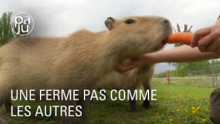Une paysanne offre un refuge à plus de 30 espèces d’animaux