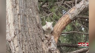 Albino squirrel drives attention to SF golf course