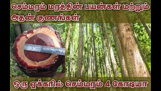 செம்மரம் வளர்ப்பு முறை |செம்மரம் நடவு | 1ஏக்கர் நிலம் 4கோடி மகசூல்| Red sandalwood plantation method