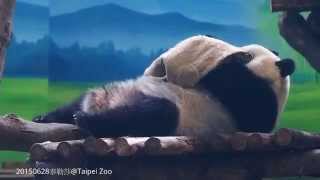 20150628-圓仔的小被被 The Giant Panda Yuan Zai