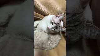 お昼寝中のリンちゃん #cat #ねこの動画 #ねこ