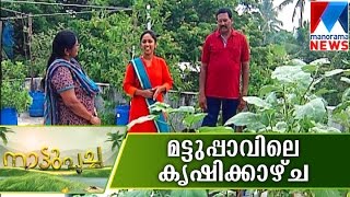 Rooftop Cultivation | Manorama News