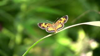 Pearl Crescent Butterfly - August 2009