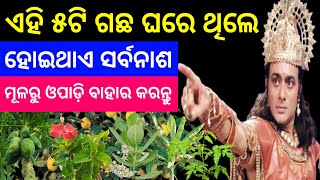 ଏହି ୫ ଟି ଗଛ ଘରେ ଥିଲେ...ହୋଇଥାଏ ସର୍ବନାଶ...//ମୂଳରୁ ଓପାଡ଼ି ବାହାର କରନ୍ତୁ...//Vastu Tips For Home