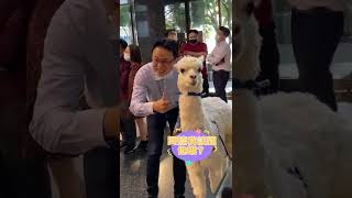 小哥哥戀愛 #羊駝  #萌獸麥可  #alpaca  #lama  #草泥馬  #羊駝界王子  #台中  #親親  #戀愛  #糾結