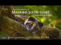 Masked palm civet Paguma larvata A SHORT DOCUMENTARY