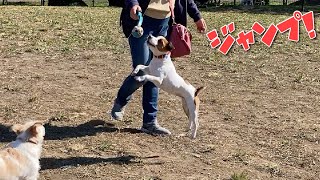 大ジャンプで人のボールを奪おうとする犬　ジャックラッセルテリア【なのは】