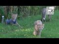 Cheetah Cubs Spending Time Outside Nursery - Cincinnati Zoo