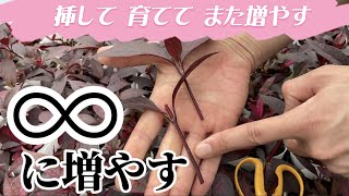 挿して育ててまた増やす【アカバセンニチコウ】【ガーデニング】【生産者】【園芸のぶチャンネル】