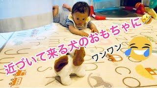 ②  動く犬のおもちゃに赤ちゃんの反応は！！