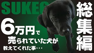 【総集編】6万円で売られていた犬が、教えてくれた事