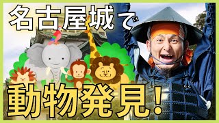 【名古屋城で動物発見！なぜ、堀に鹿がいるの？】まるで動物園、他にも生き物だらけ！武将が伝える戦国時代の歴史解説