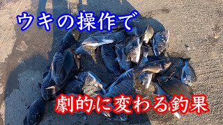 【チヌ釣り】釣果の秘密は遠矢ウキの操作法に有り！佐々木流紀州釣りの練習②