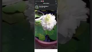 വിവിധയിനം താമര തൈകൾക്ക് ബന്ധപ്പെടുക:lotus plant for sale,,😍