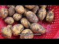 grow potatoes at home easily using buckets or big bottles step by step guide 🌱🥔