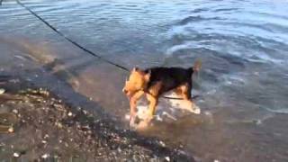 Milo fetching II