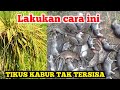 Banyak yg belum tau RAHASIA MENGENDALIKAN HAMA TIKUS DI SAWAH