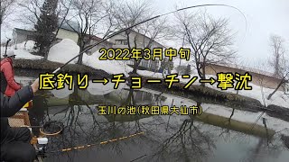 2022年3月中旬、底釣り→チョーチン→撃沈