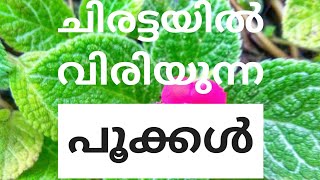 ചിരട്ടയിൽ വിരിയുന്ന പൂക്കൾ !!!!!!!!!