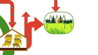 Ecologie   cycle biogéochimique