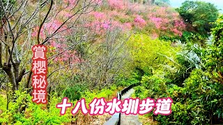 【賞櫻秘境】輕鬆走步道賞櫻去 十八份(古)水圳步道(十八挖水圳步道、東昇步道、風尾步道)  Shibafen Guzhen Trail