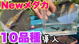 【睡蓮農園】Newメダカ10品種導入！睡蓮農園でメダカを増やす！ビオトープへ