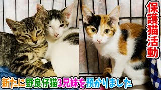 【保護猫活動】新たに野良仔猫3兄妹を預かりました protective cat activity