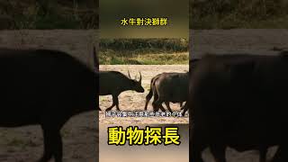 生死較量！水牛對決獅群#動物世界 #獅子 #野牛