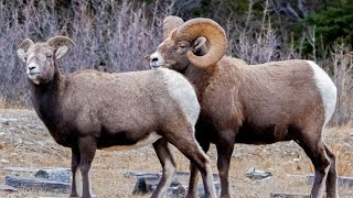 Bighorn Rut Behavior with Some of the Largest Rams