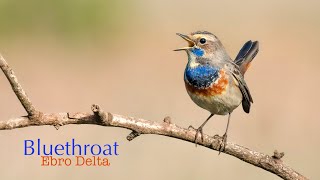 Bluethroat | Ebro Delta, Spain