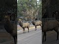 elk on the street elk wildlife winter fyp shorts short cute