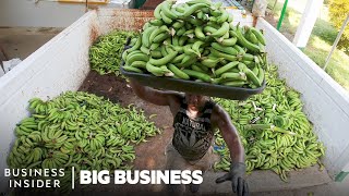 Why The World’s Most Popular Banana May Go Extinct | Big Business