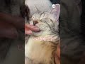 猫さんを寝かしつけてたら…｜peco アメリカンショートヘア 子猫 子猫のいる生活 愛猫家 americanshorthair kitten kittenlife catlover