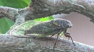 せみしぐれ（蝉時雨）　Semi Shigure(cicada cry)