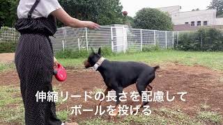 フレキシ 伸縮リードを有効活用！犬の基礎トレーニング２＜持ってきて＞