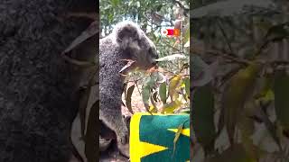 Koala predicts Australia to beat England in World Cup  #news #soccer #worldcup