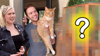 Building my Cat an Outdoor House!