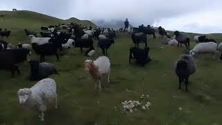 himalayan mundhum sheap farm