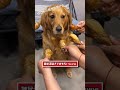 イッヌの動画見てニヤけたら負けwww 動物 犬 コーギー 可愛い