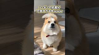 イッヌの動画見てニヤけたら負けwww 動物 #犬 #コーギー #可愛い