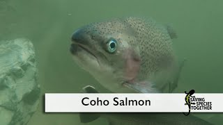 Coho Salmon - Saving Species Together