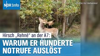 Warum lebt Damhirsch Rehné direkt an der Autobahn? | NDR Info