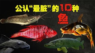 公认“最脏”的10种鱼，含有超多寄生虫和重金属，懂的人却经常买