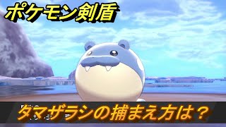 ポケモン剣盾　タマザラシを捕まえる方法！オススメの場所は？天気は？ポケモン図鑑コンプへの道！　最新版【ポケモンソード・シールド】