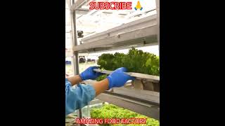 AMAZING FOOD FACTORY KOREA | CLEANING IDEAS | #naranvalley #naranvalley #travel #naran #status